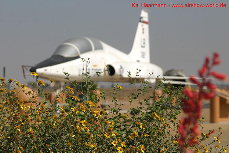 aw-04-muspalm-037-mt