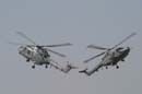aw-05-fair-cats-15-mt