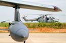 aw-05-witt-fam-lynx-wt